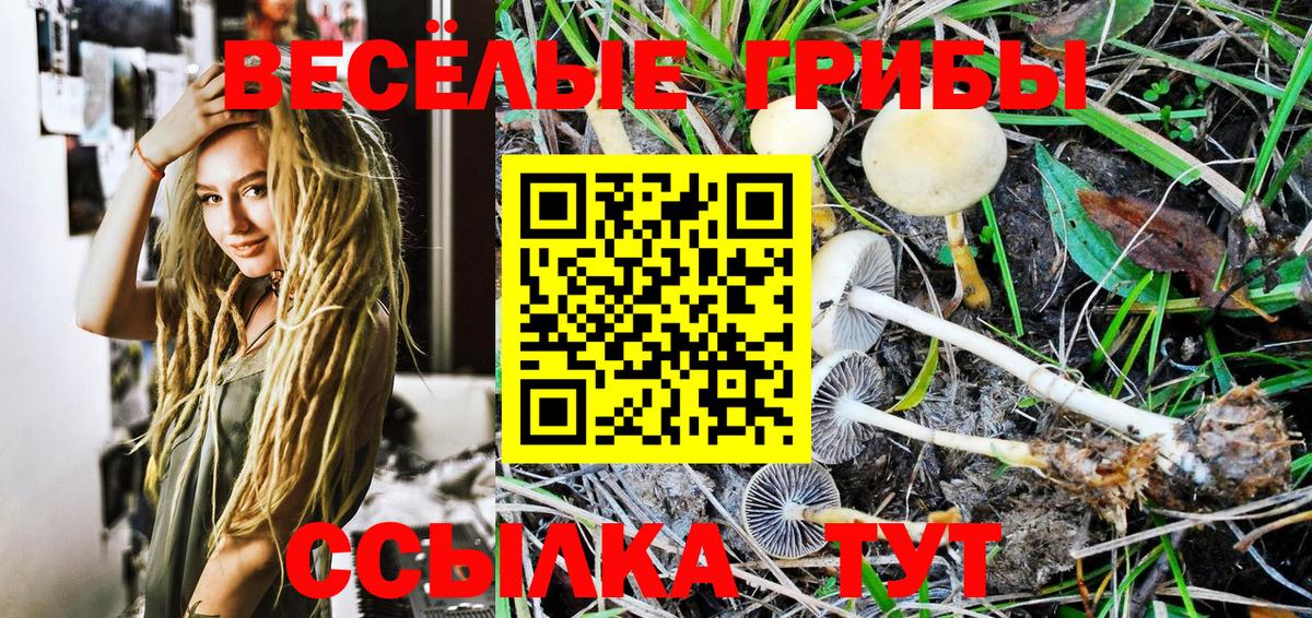Галлюциногенные грибы Psilocybine cubensis Алейск